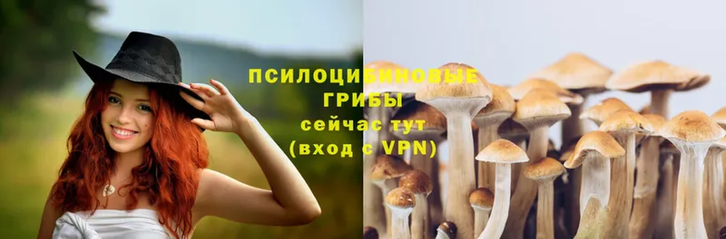 Галлюциногенные грибы Psilocybe  Лысьва 